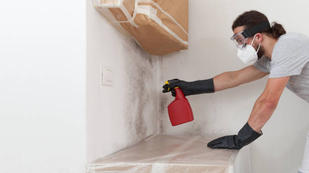 Professional Basement Mold Removal technician working in Darien, GA