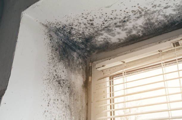 Affordable Basement Mold Removal solutions in Darien, GA
