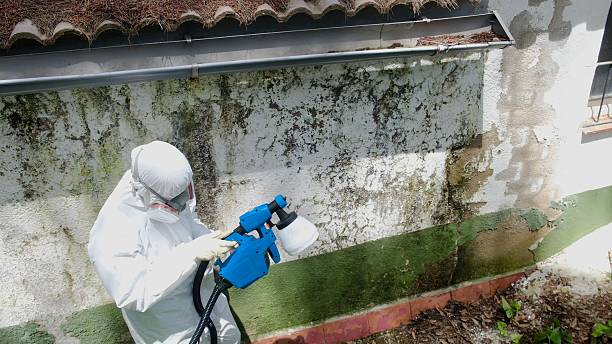 Top rated local Basement Mold Removal specialists in Darien, GA